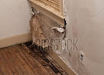 fire and water damage repair